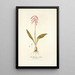 Lachenalia rubida - Nikolaus Joseph Freiherr von Jacquin — framed artwork on a wall