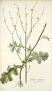 Lactuca intubacea - Nikolaus Joseph Freiherr von Jacquin — artwork view