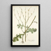 Lactuca intubacea - Nikolaus Joseph Freiherr von Jacquin — framed artwork on a wall