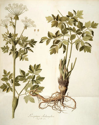 Nikolaus Joseph Freiherr von Jacquin - Laserpitium archangelica.webp