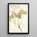 Laserpitium peucedanoides - Nikolaus Joseph Freiherr von Jacquin — framed artwork on a wall