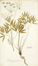 Laserpitium peucedanoides - Nikolaus Joseph Freiherr von Jacquin — artwork view