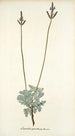 Lavandula pinnata - Nikolaus Joseph Freiherr von Jacquin — artwork view