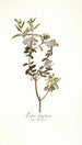 Ledum latifolium - Nikolaus Joseph Freiherr von Jacquin — artwork view
