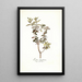 Ledum latifolium - Nikolaus Joseph Freiherr von Jacquin — framed artwork on a wall