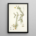 Leysera gnaphalodes - Nikolaus Joseph Freiherr von Jacquin — framed artwork on a wall