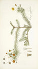 Leysera gnaphalodes - Nikolaus Joseph Freiherr von Jacquin — artwork view