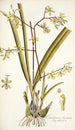 Limodorum diurnum - Nikolaus Joseph Freiherr von Jacquin — artwork view
