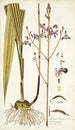 Limodorum tuberosum - Nikolaus Joseph Freiherr von Jacquin — artwork view