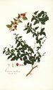 Limonia trifoliata - Nikolaus Joseph Freiherr von Jacquin — artwork view