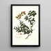 Limonia trifoliata - Nikolaus Joseph Freiherr von Jacquin — framed artwork on a wall