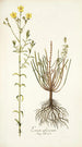 Linum africanum - Nikolaus Joseph Freiherr von Jacquin — artwork view