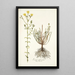 Linum africanum - Nikolaus Joseph Freiherr von Jacquin — framed artwork on a wall
