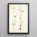 Lisianthus glaucifolius - Nikolaus Joseph Freiherr von Jacquin — framed artwork on a wall