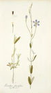 Lisianthus glaucifolius - Nikolaus Joseph Freiherr von Jacquin — artwork view