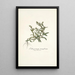 Lithospermum tenuiflorum - Nikolaus Joseph Freiherr von Jacquin — framed artwork on a wall