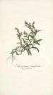 Lithospermum tenuiflorum - Nikolaus Joseph Freiherr von Jacquin — artwork view