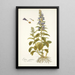 Lobelia siphilitica - Nikolaus Joseph Freiherr von Jacquin — framed artwork on a wall