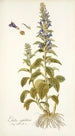 Lobelia siphilitica - Nikolaus Joseph Freiherr von Jacquin — artwork view