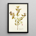 Lonicera tartarica - Nikolaus Joseph Freiherr von Jacquin — framed artwork on a wall