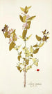Lonicera tartarica - Nikolaus Joseph Freiherr von Jacquin — artwork view