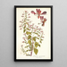 Lopezia mexicana - Nikolaus Joseph Freiherr von Jacquin — framed artwork on a wall