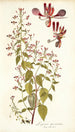 Lopezia mexicana - Nikolaus Joseph Freiherr von Jacquin — artwork view