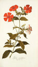 Lychnis grandiflora - Nikolaus Joseph Freiherr von Jacquin — artwork view