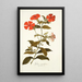 Lychnis grandiflora - Nikolaus Joseph Freiherr von Jacquin — framed artwork on a wall