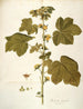 Malachea alceaefolia - Nikolaus Joseph Freiherr von Jacquin — artwork view