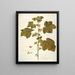 Malachea alceaefolia - Nikolaus Joseph Freiherr von Jacquin — framed artwork on a wall