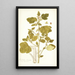 Malachra fasciata - Nikolaus Joseph Freiherr von Jacquin — framed artwork on a wall