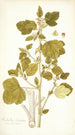 Malachra fasciata - Nikolaus Joseph Freiherr von Jacquin — artwork view