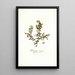 Malpighia coccigera - Nikolaus Joseph Freiherr von Jacquin — framed artwork on a wall