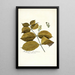 Malpighia glandulosa - Nikolaus Joseph Freiherr von Jacquin — framed artwork on a wall