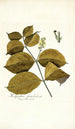 Malpighia glandulosa - Nikolaus Joseph Freiherr von Jacquin — artwork view