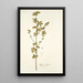 Malva scoparia - Nikolaus Joseph Freiherr von Jacquin — framed artwork on a wall