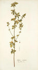 Malva scoparia - Nikolaus Joseph Freiherr von Jacquin — artwork view