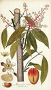 Mangifera indica - Nikolaus Joseph Freiherr von Jacquin — artwork view