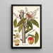 Mangifera indica - Nikolaus Joseph Freiherr von Jacquin — framed artwork on a wall