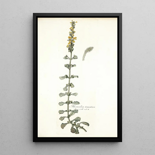 Nikolaus Joseph Freiherr von Jacquin - Manulea tomentosa.webp