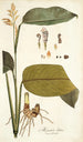 Maranta lutea - Nikolaus Joseph Freiherr von Jacquin — artwork view