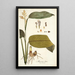 Maranta lutea - Nikolaus Joseph Freiherr von Jacquin — framed artwork on a wall