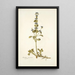 Marrubium astracanicum - Nikolaus Joseph Freiherr von Jacquin — framed artwork on a wall