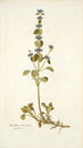Marrubium astracanicum - Nikolaus Joseph Freiherr von Jacquin — artwork view
