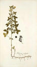 Medicago carstiensis - Nikolaus Joseph Freiherr von Jacquin — artwork view