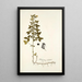Medicago carstiensis - Nikolaus Joseph Freiherr von Jacquin — framed artwork on a wall