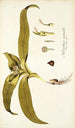 Melanthium eucomoides - Nikolaus Joseph Freiherr von Jacquin — artwork view