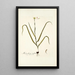 Melanthium uniflorum - Nikolaus Joseph Freiherr von Jacquin — framed artwork on a wall