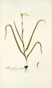 Melanthium uniflorum - Nikolaus Joseph Freiherr von Jacquin — artwork view